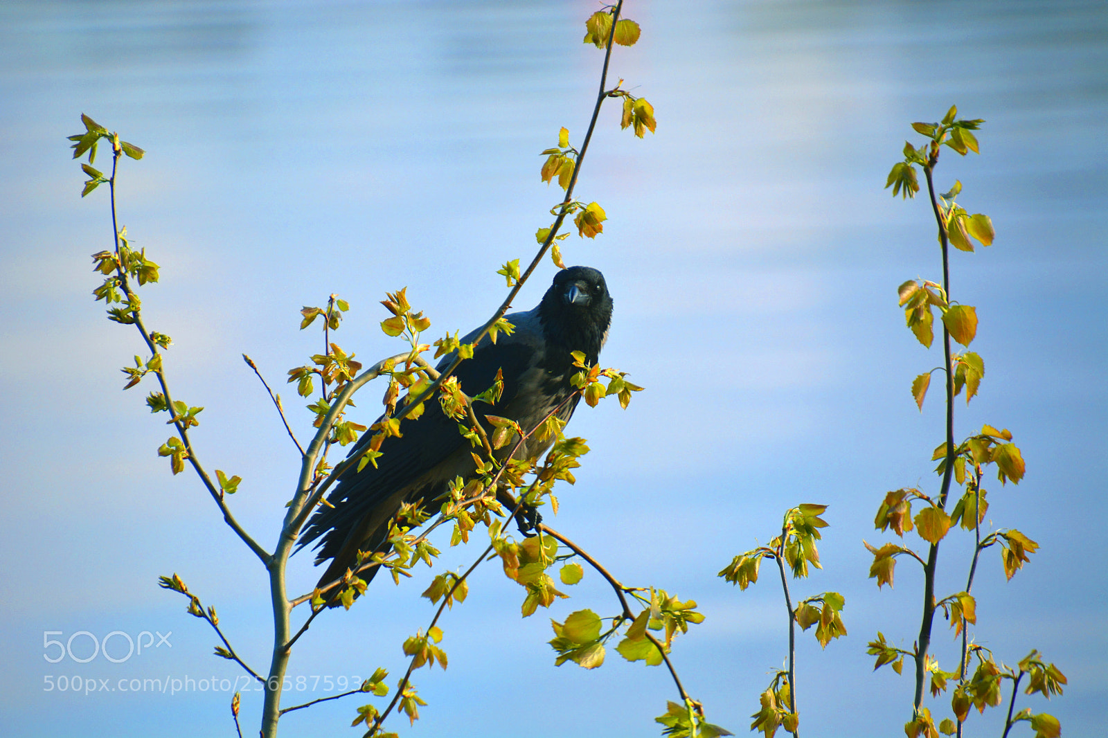 Nikon D5200 sample photo. Untitled. photography
