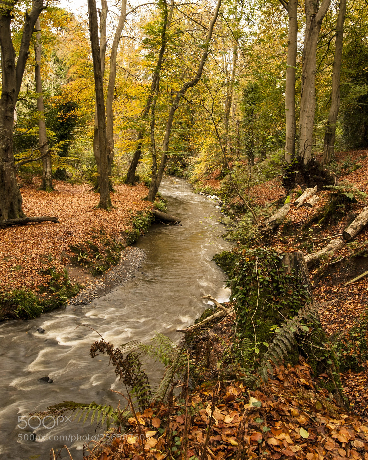 Nikon D300 sample photo. Autumn stream photography