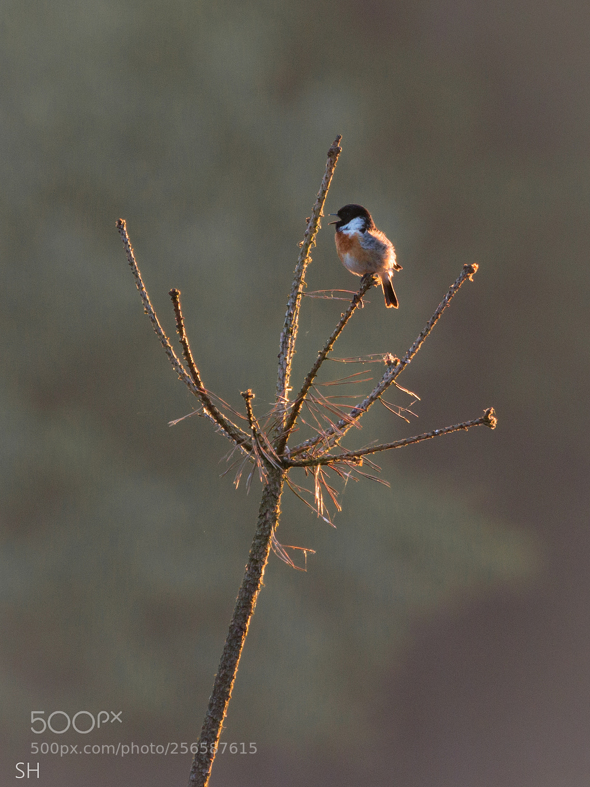 Canon EOS 70D sample photo. Stonechat photography