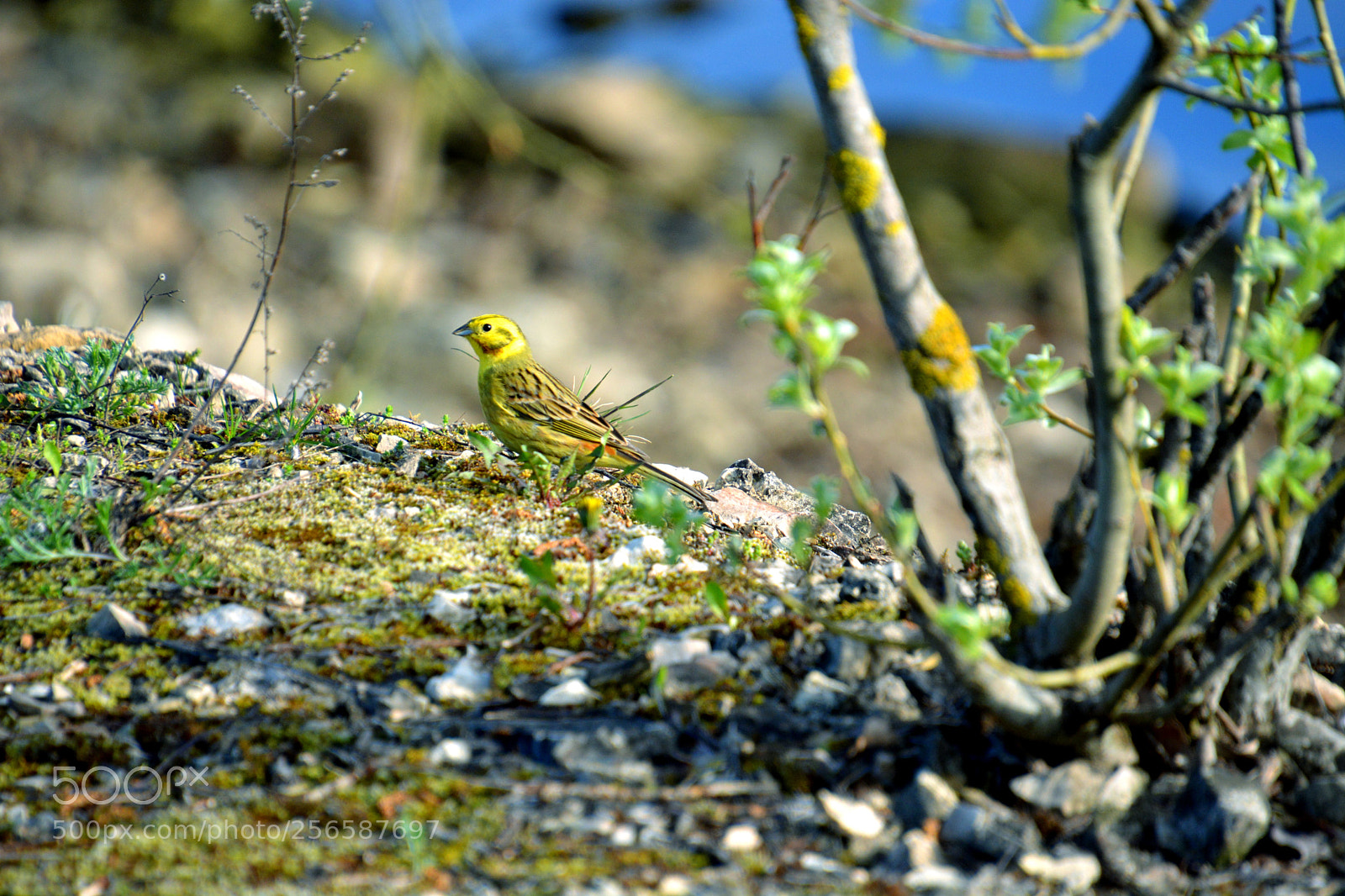 Nikon D5200 sample photo. Viherpeippo. photography