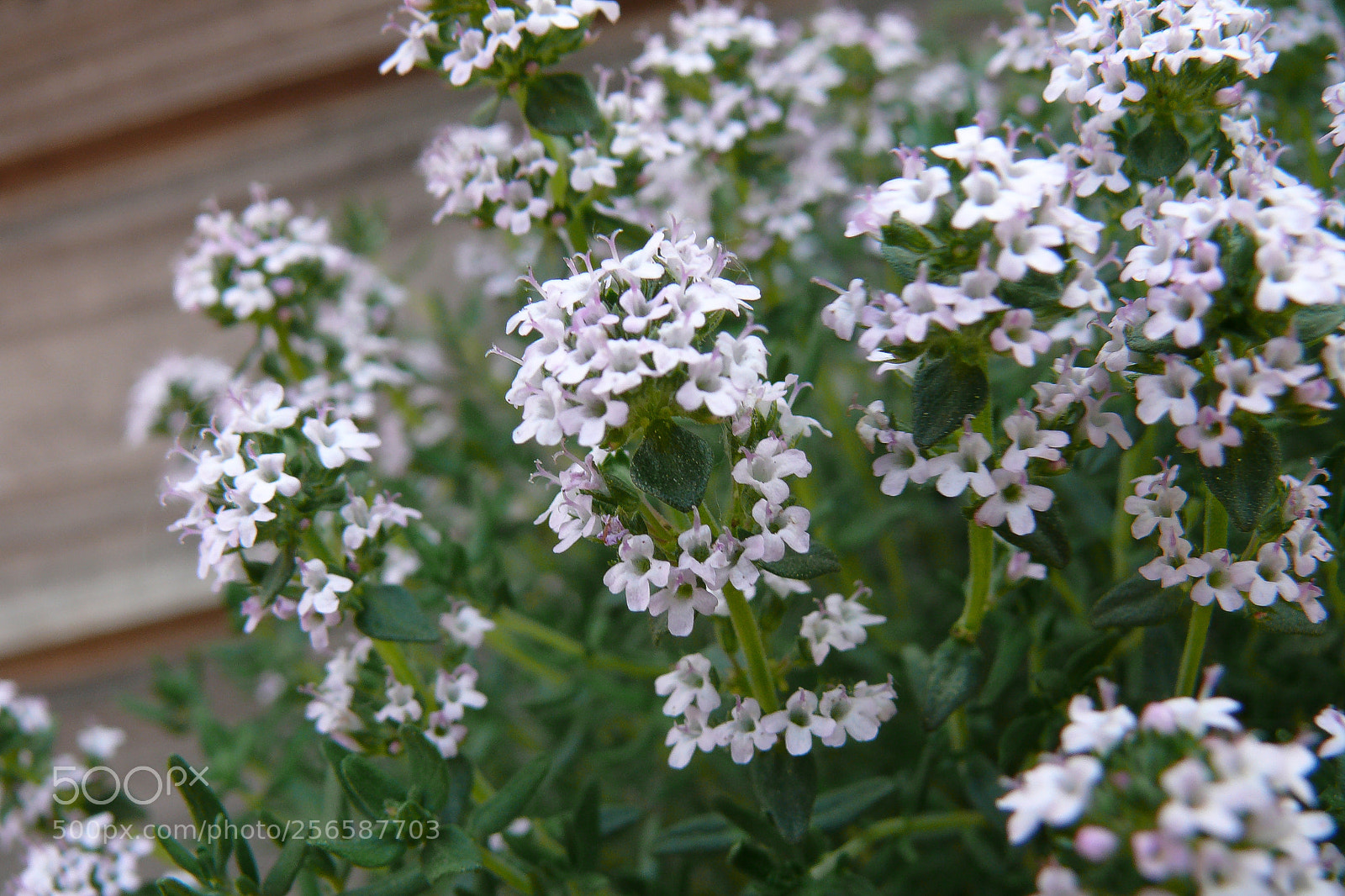 Panasonic DMC-FZ50 sample photo. Nature photography