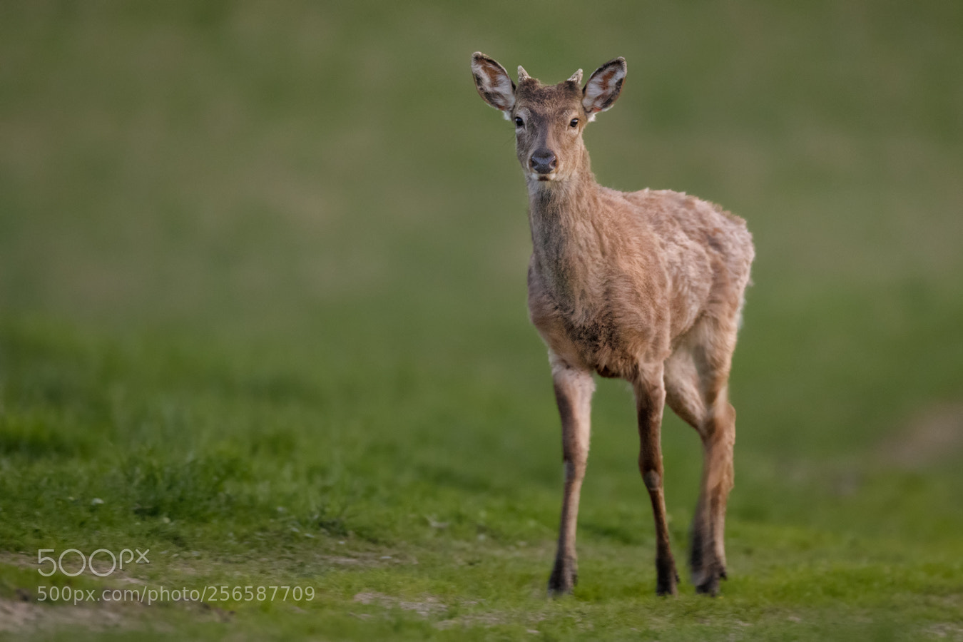Canon EOS 5D Mark IV sample photo. Red deer photography