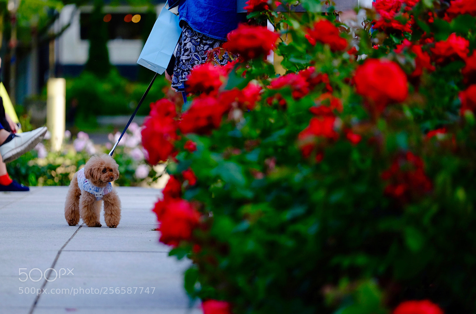 Fujifilm X-E2 sample photo. He feel rose fragrance photography
