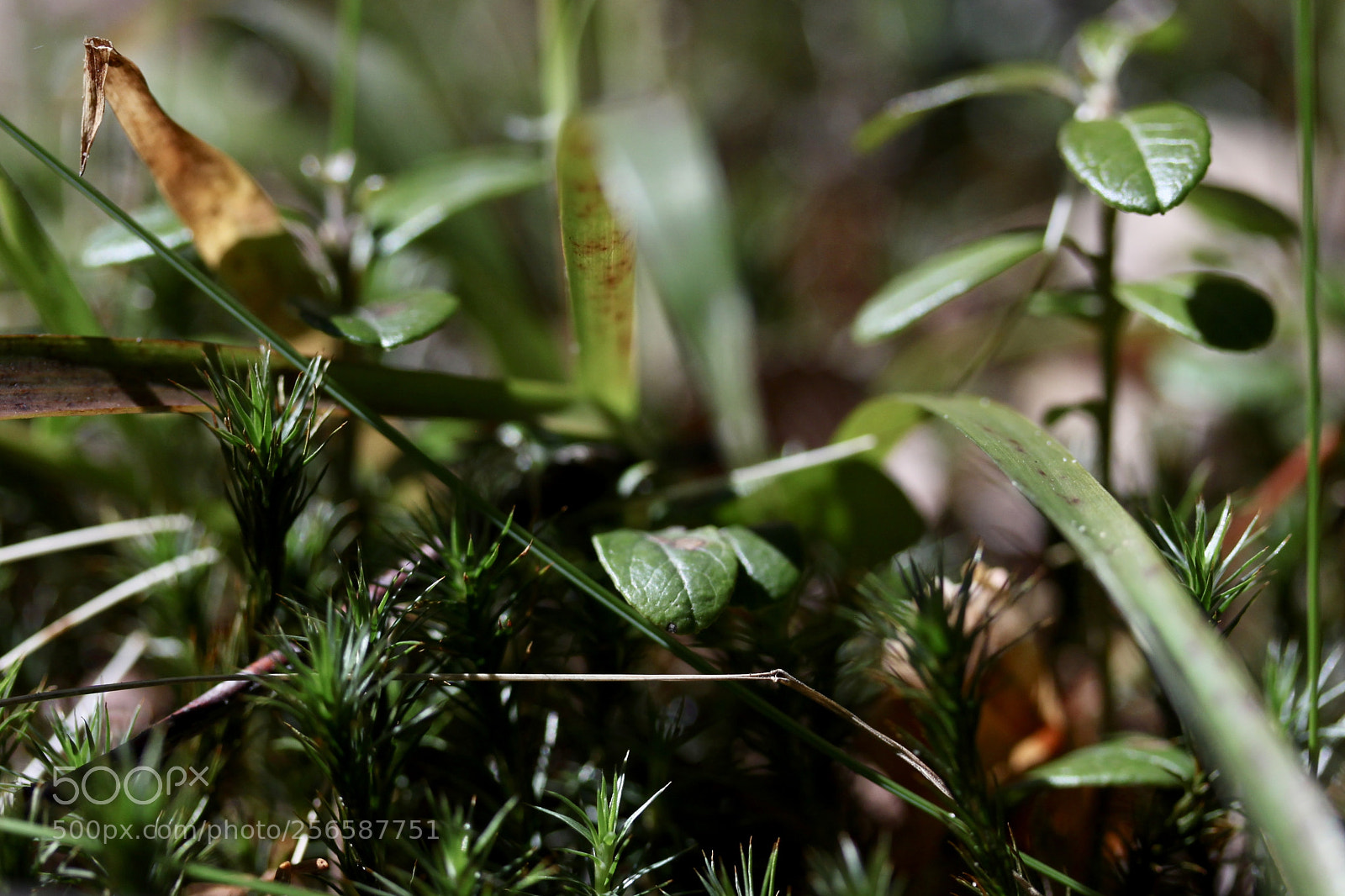 Canon EOS 500D (EOS Rebel T1i / EOS Kiss X3) sample photo. Woods photography