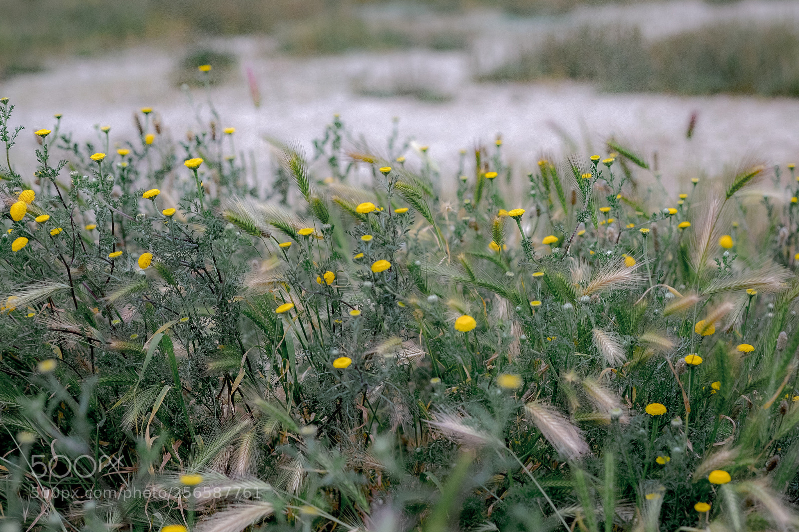 Fujifilm X-T10 sample photo. Dsf photography