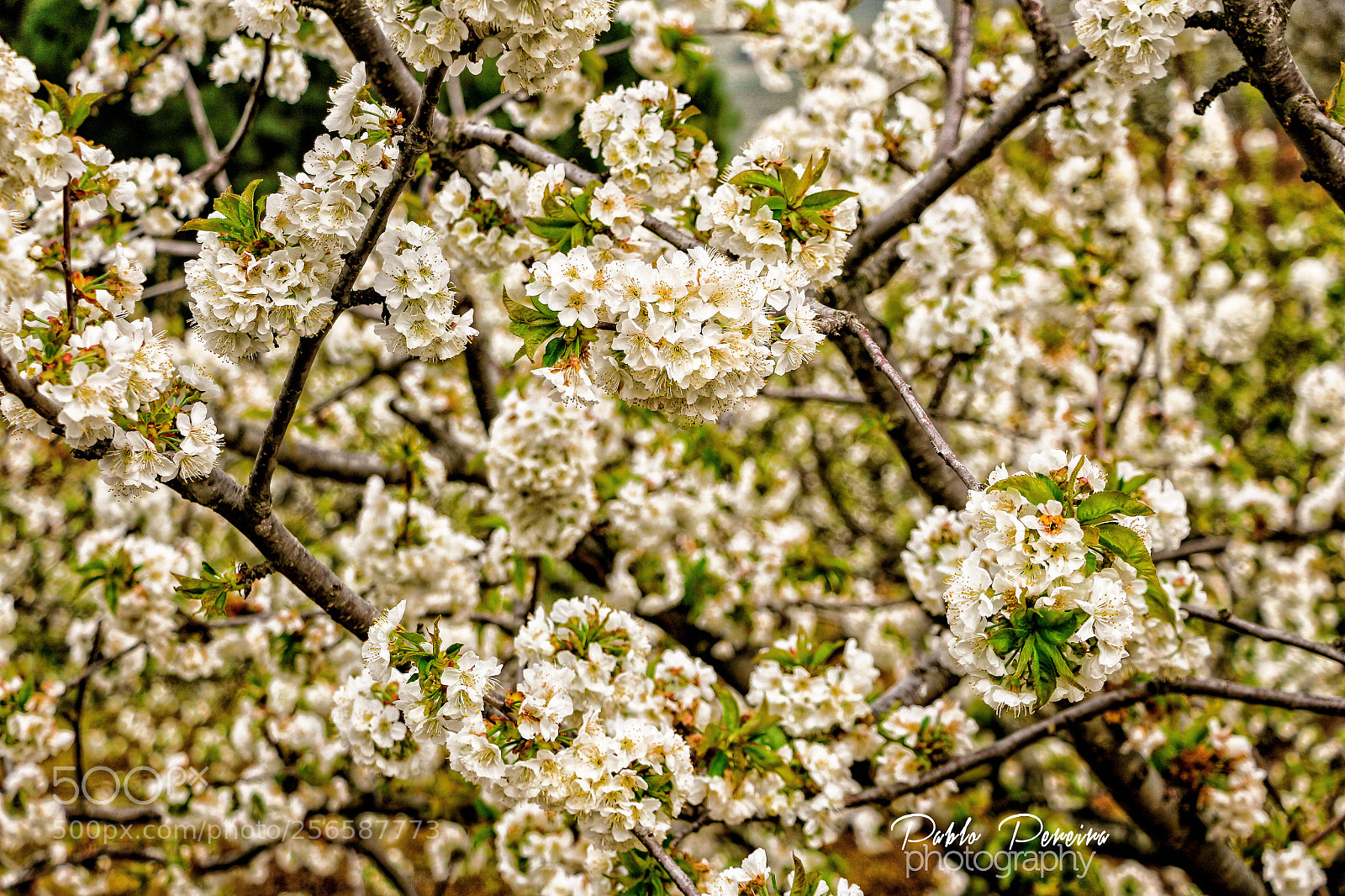 Canon EOS 700D (EOS Rebel T5i / EOS Kiss X7i) sample photo. Cerezos en flor photography