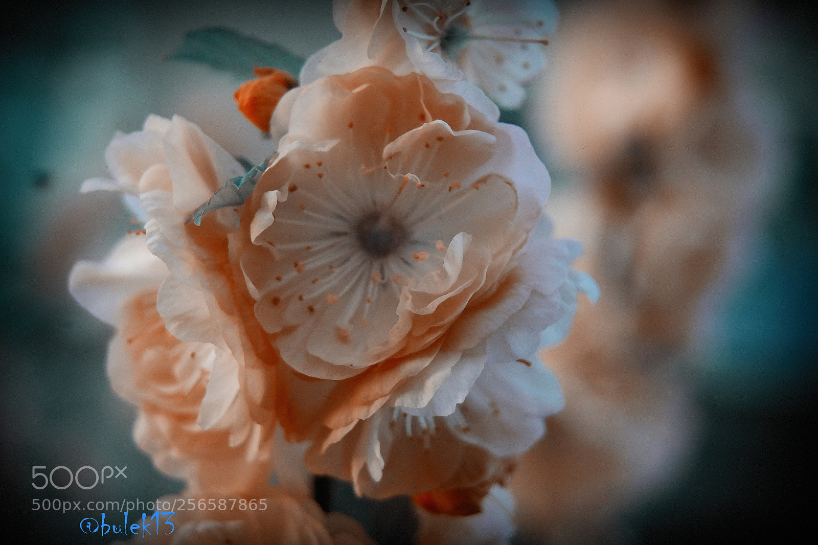 Samsung NX300 sample photo. Untitled photography