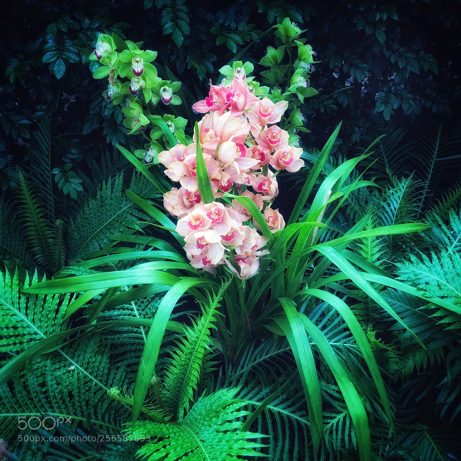 Apple iPhone X sample photo. Orchids, ny botanical garden photography
