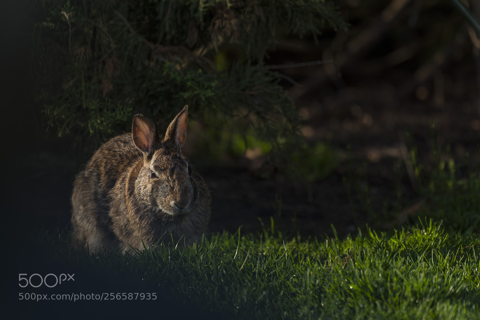 Nikon D810 sample photo. Bunny at sunrise photography