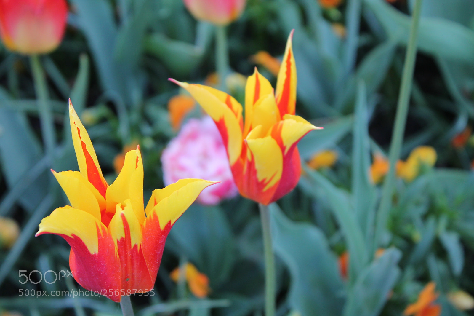 Canon EOS 1100D (EOS Rebel T3 / EOS Kiss X50) sample photo. Tulips photography