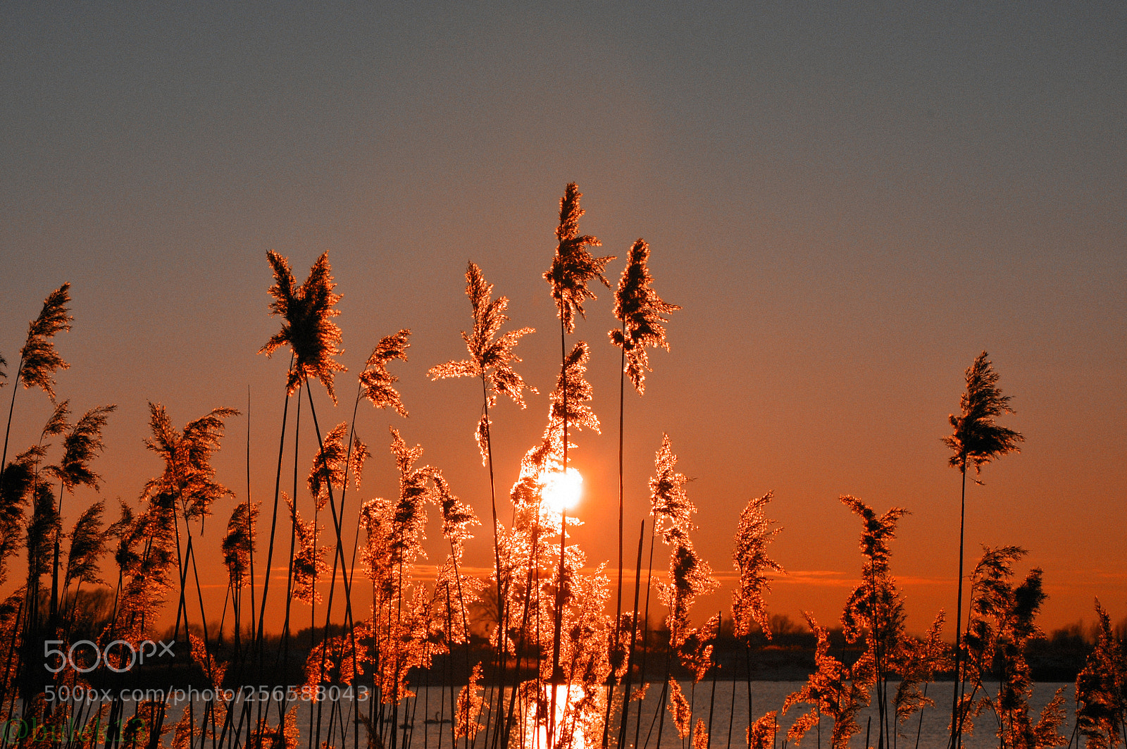 Nikon D90 sample photo. Untitled photography