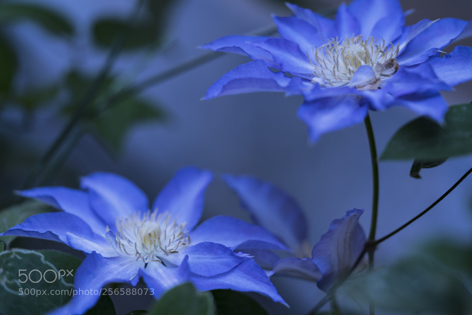 Sony a7R II sample photo. Blue flowers photography