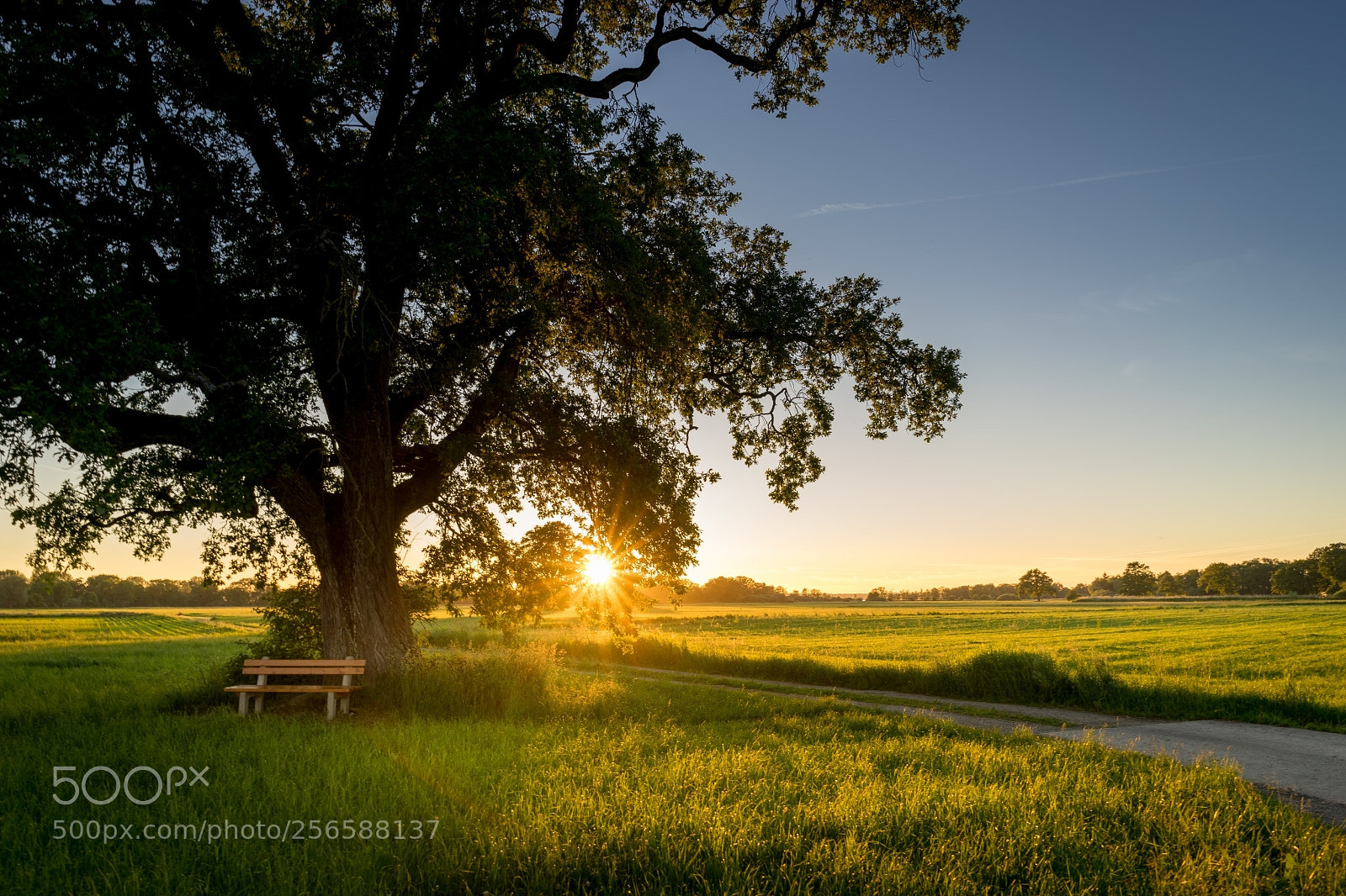 Sony a7 II sample photo. Lachsgang sunset stroll photography