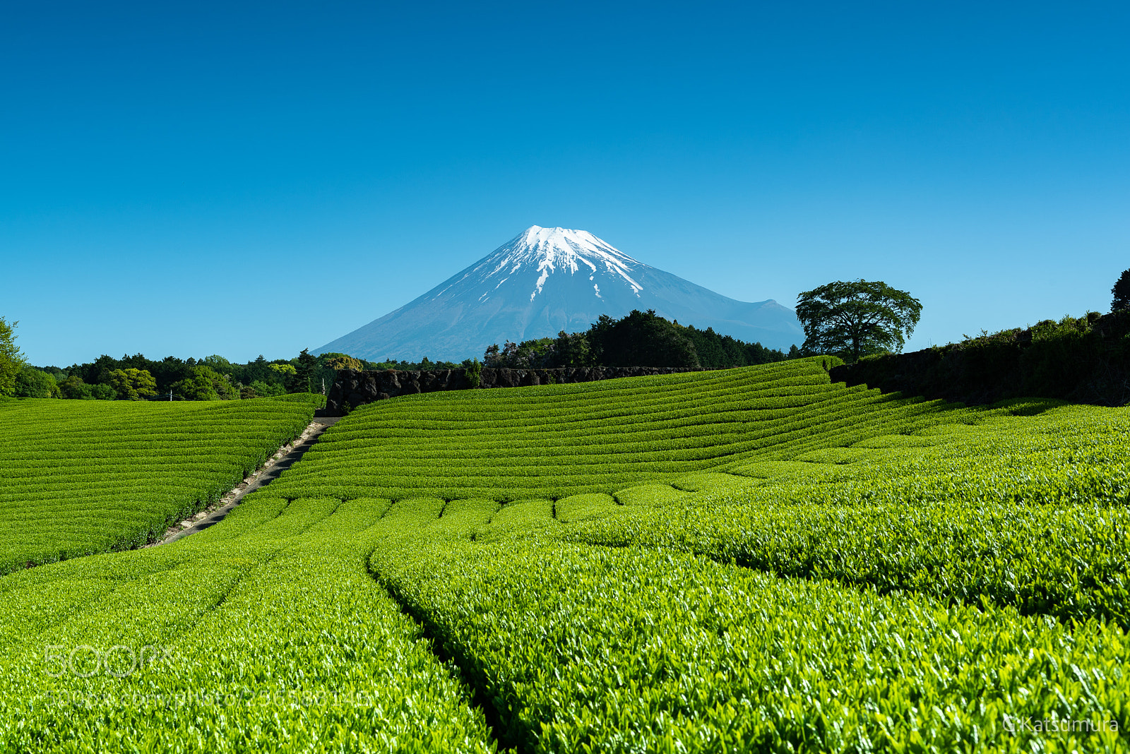 Nikon D750 sample photo. Fuji in tea plantation photography