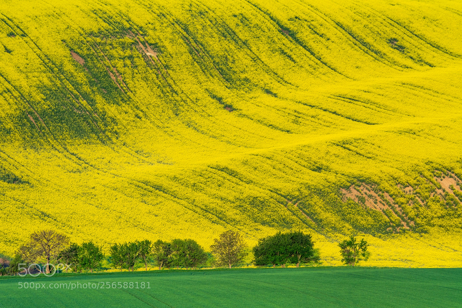 Nikon D7100 sample photo. "yellow wave" photography