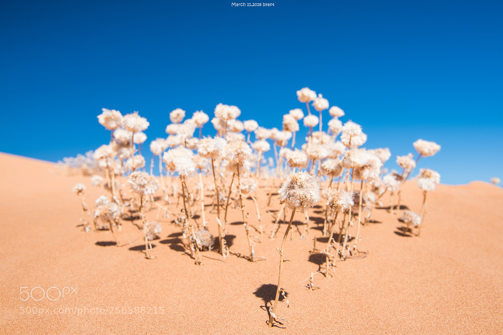 Nikon D810 sample photo. (desert flower) photography