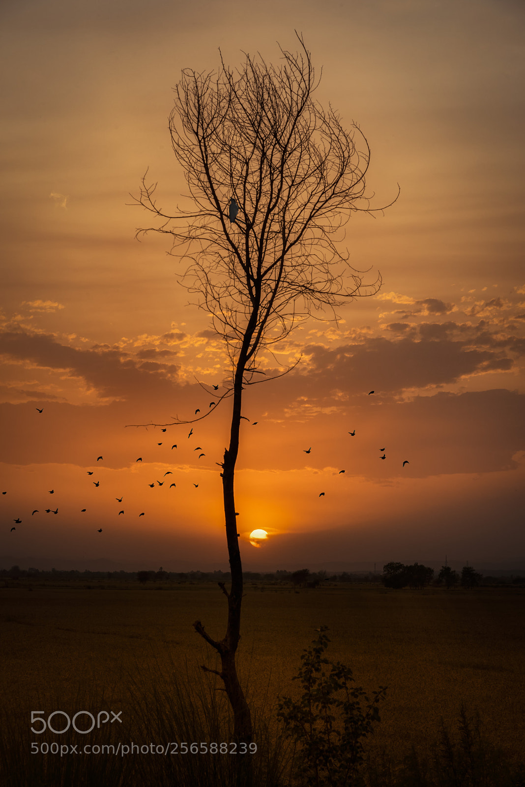 Nikon D750 sample photo. Back to home photography