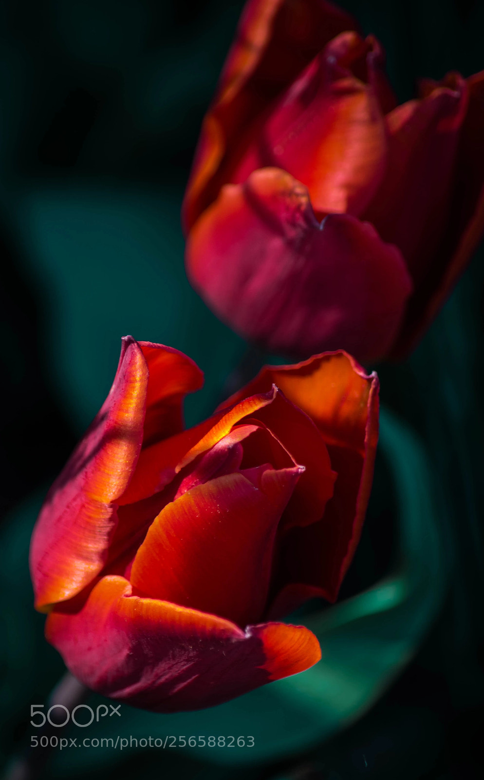 Nikon D7100 sample photo. Flor orange addicted to photography