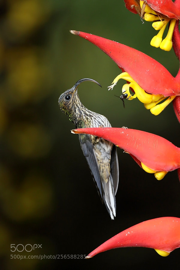 Canon EOS 7D Mark II sample photo. White-tipped sicklebill photography