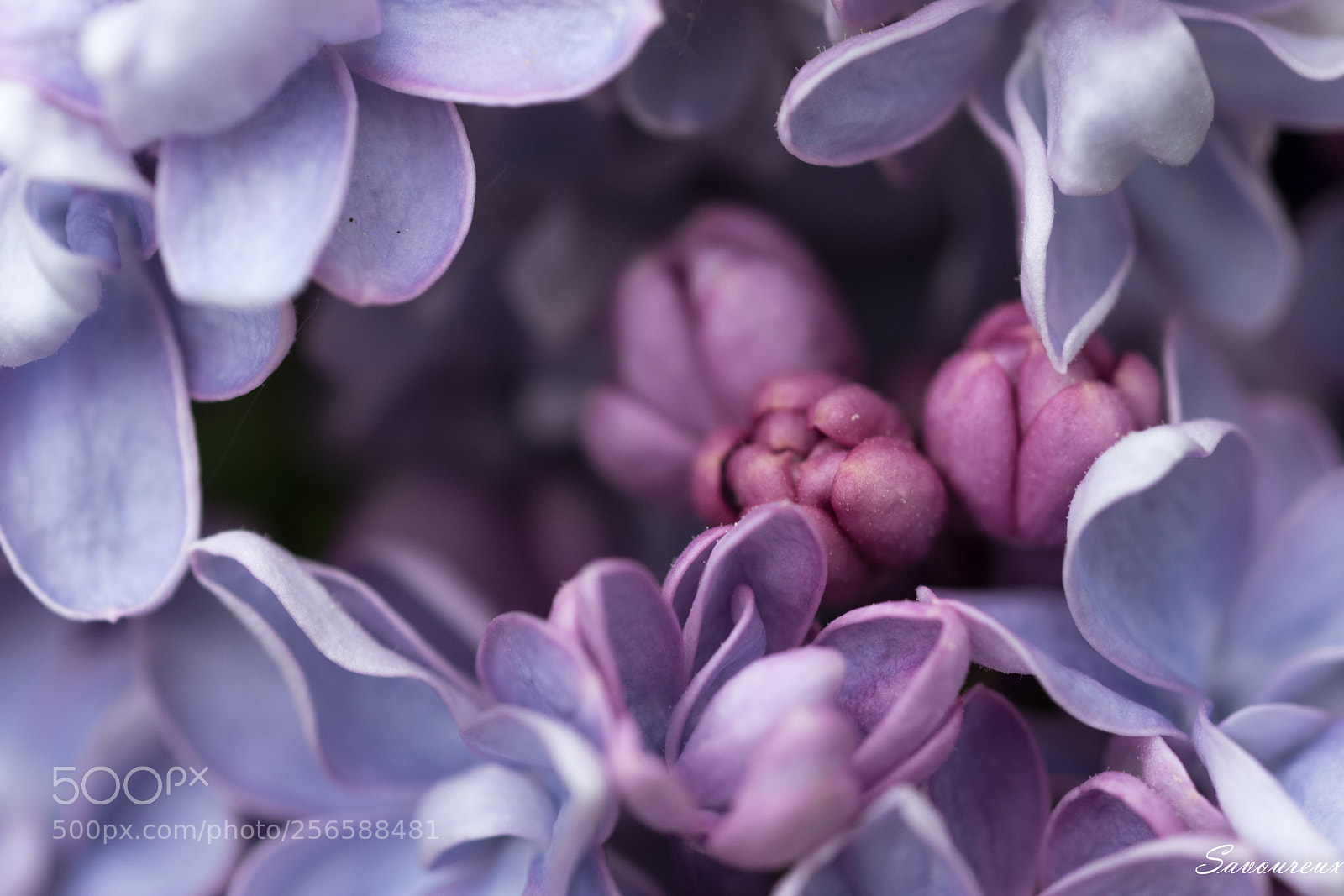 Nikon D5500 sample photo. Lilas photography
