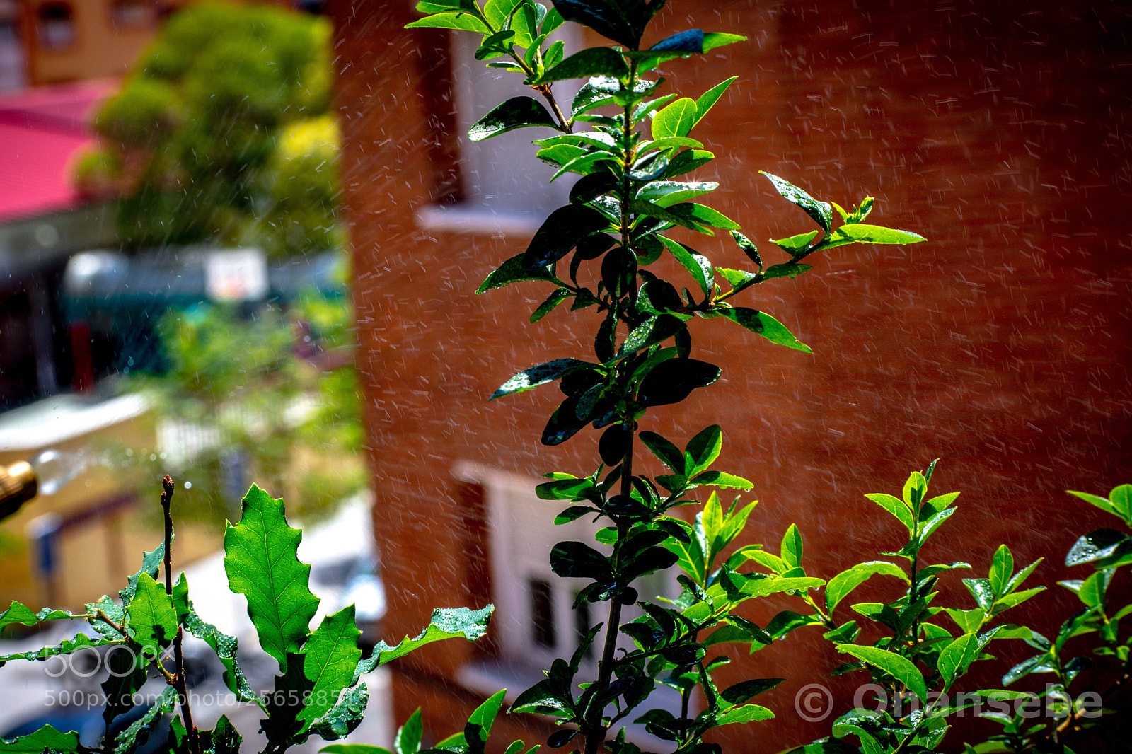 Nikon D5200 sample photo. Riego photography