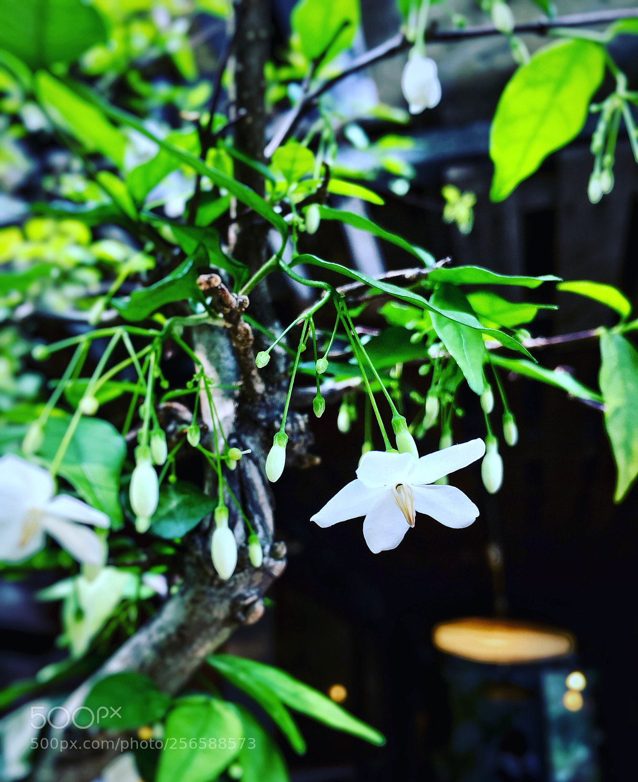 Apple iPhone 6s Plus sample photo. Untitled photography