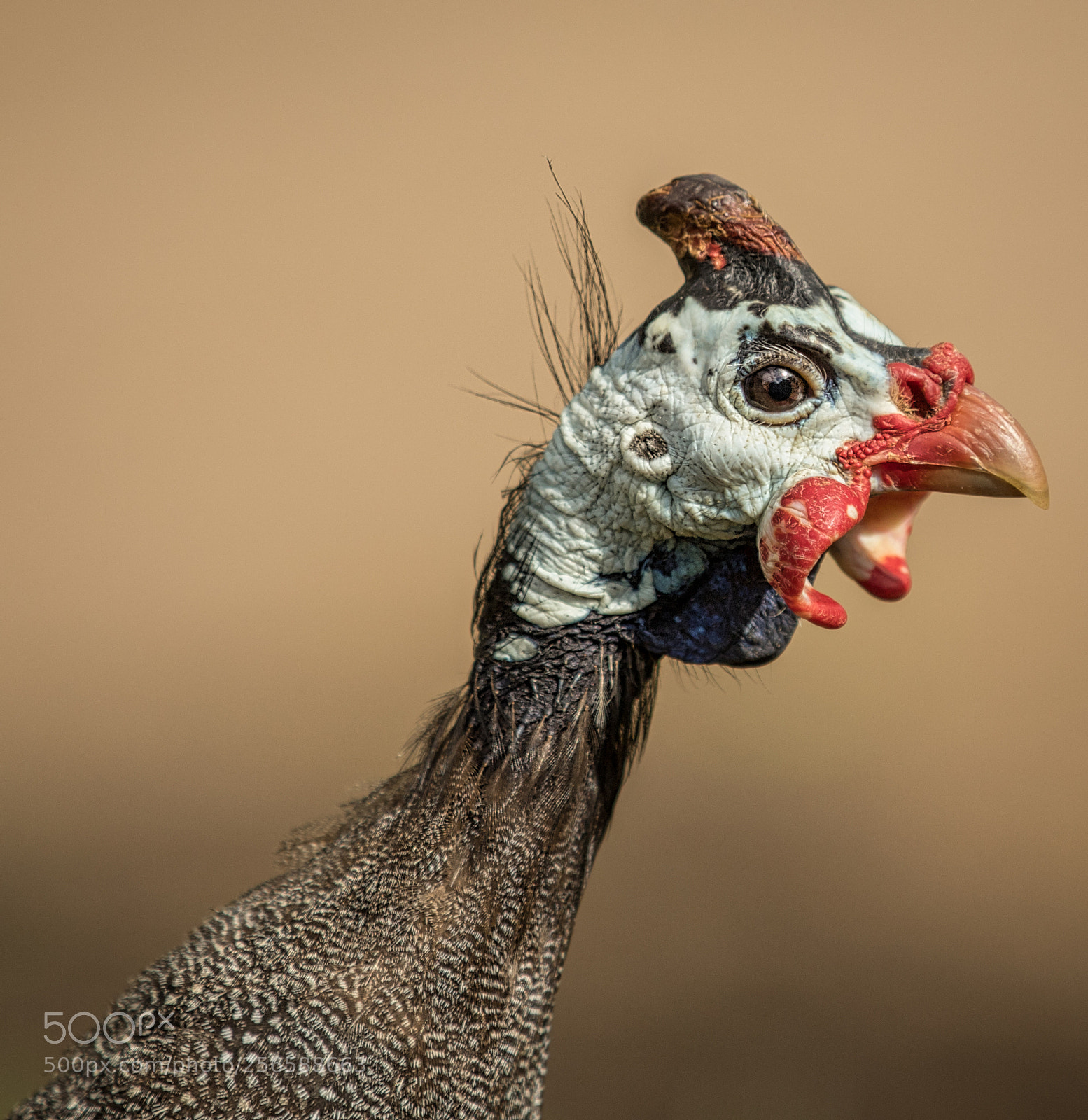 Canon EOS 7D Mark II sample photo. Pretty bird photography