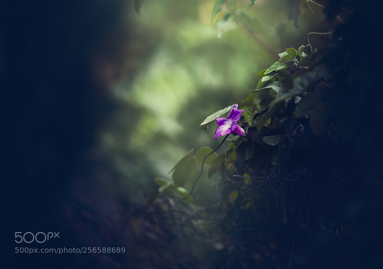 Canon EOS 5D Mark II sample photo. Forest bathing photography