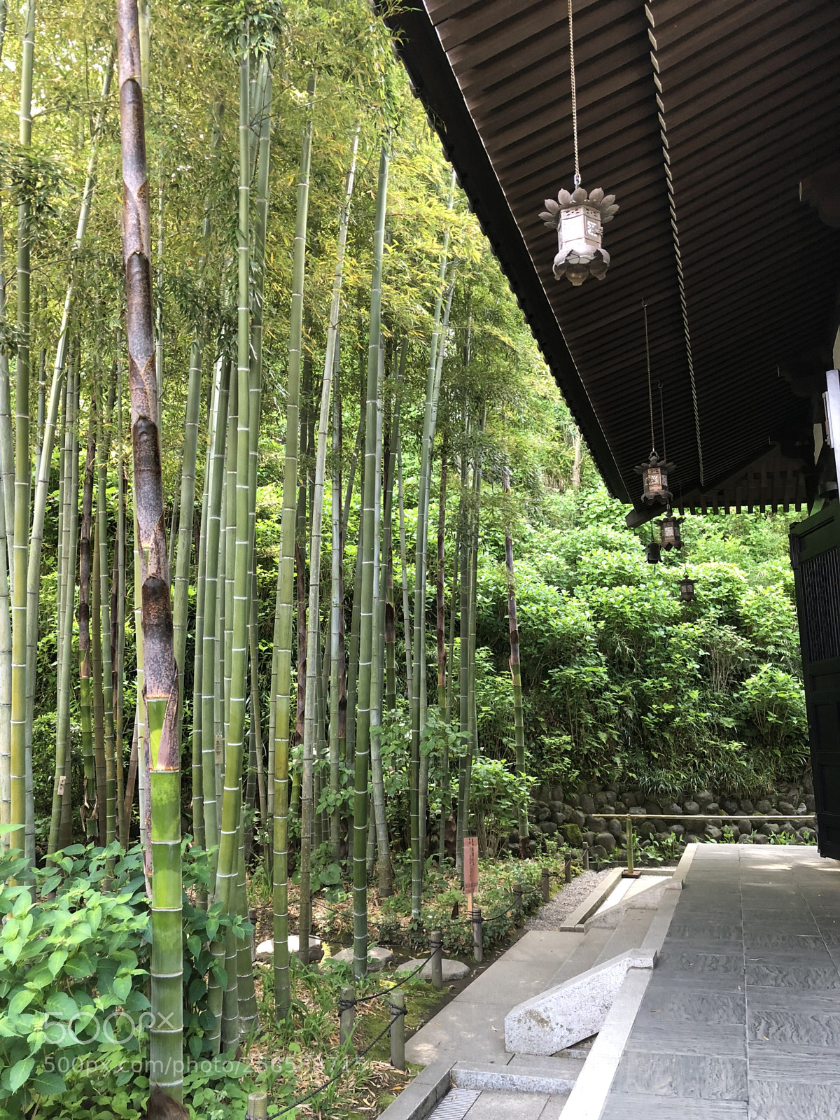 Apple iPhone X sample photo. Bamboo forest photography