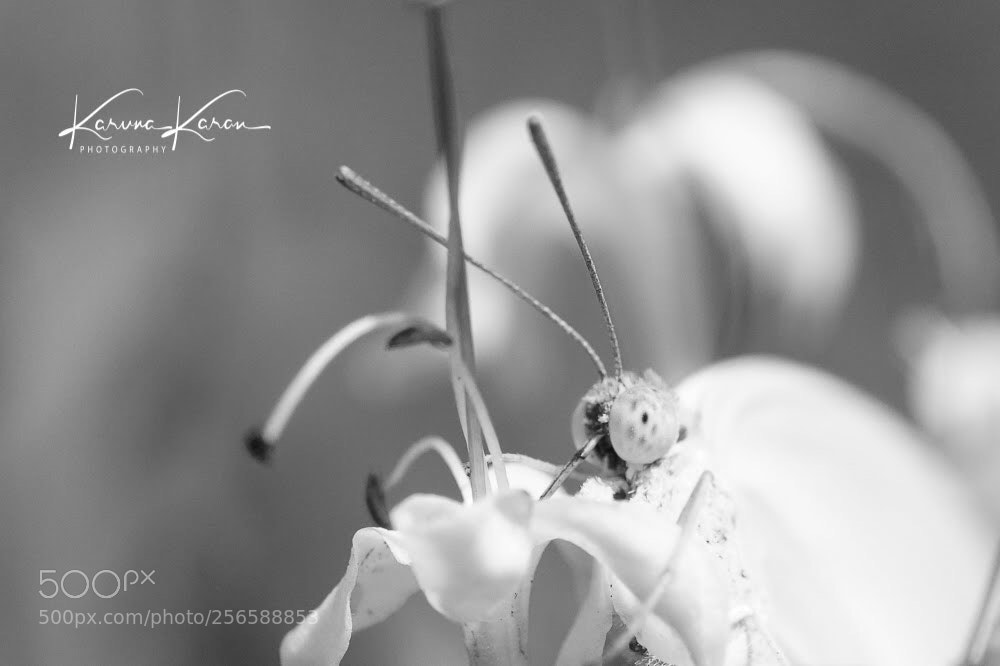Sony a99 II sample photo. Eye, antlers & proboscis  photography
