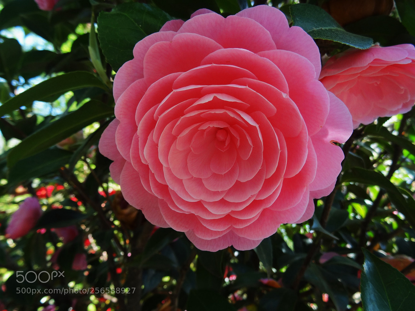 Sony Cyber-shot DSC-HX50V sample photo. Wunder der natur en photography