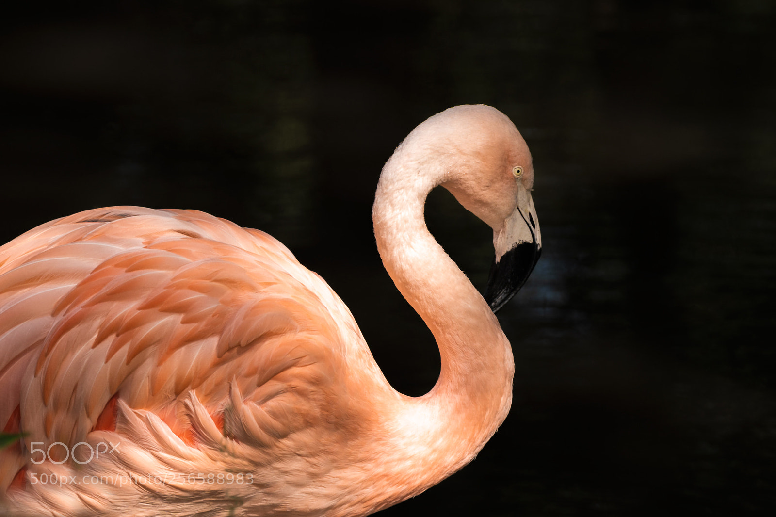 Sony a7 III sample photo. Overloon photography