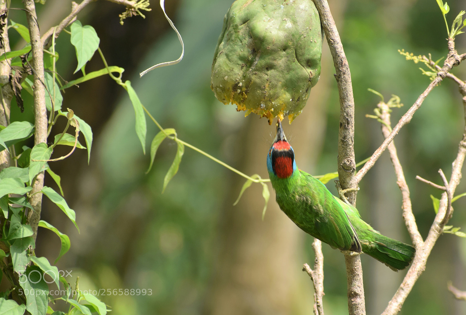 Nikon D3300 sample photo. Feeding photography