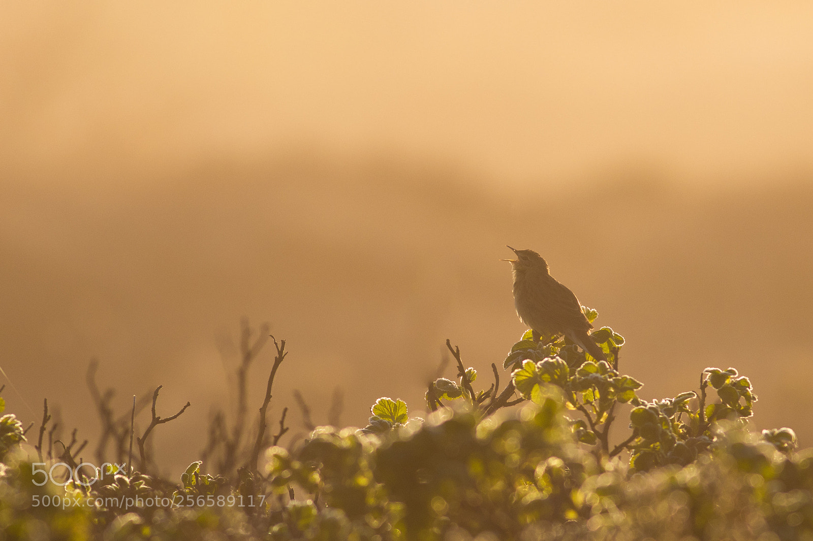 Canon EOS 7D Mark II sample photo. Common grasshopper photography