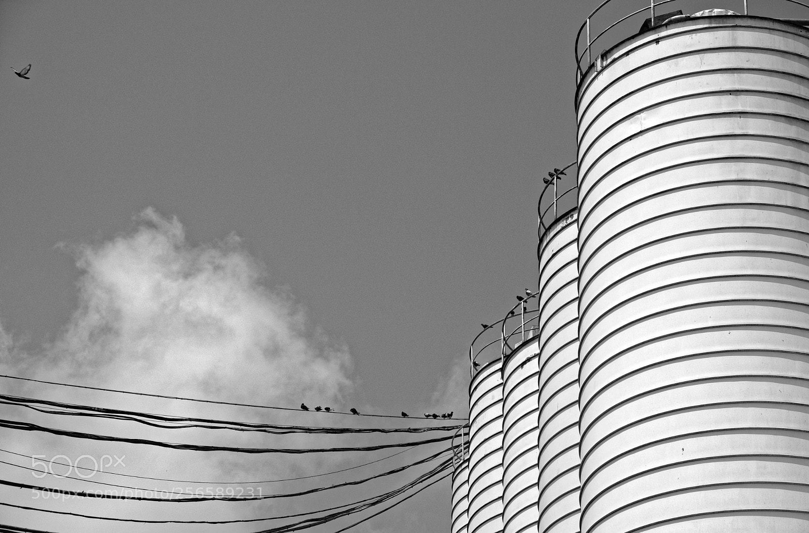 Fujifilm X-E3 sample photo. Pigeon's place photography