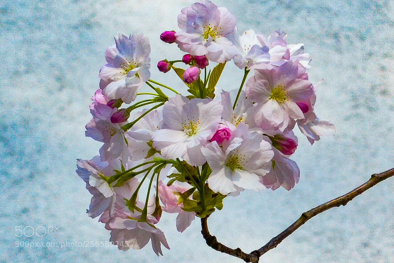 Nikon D5100 sample photo. Cherryblossoms. photography