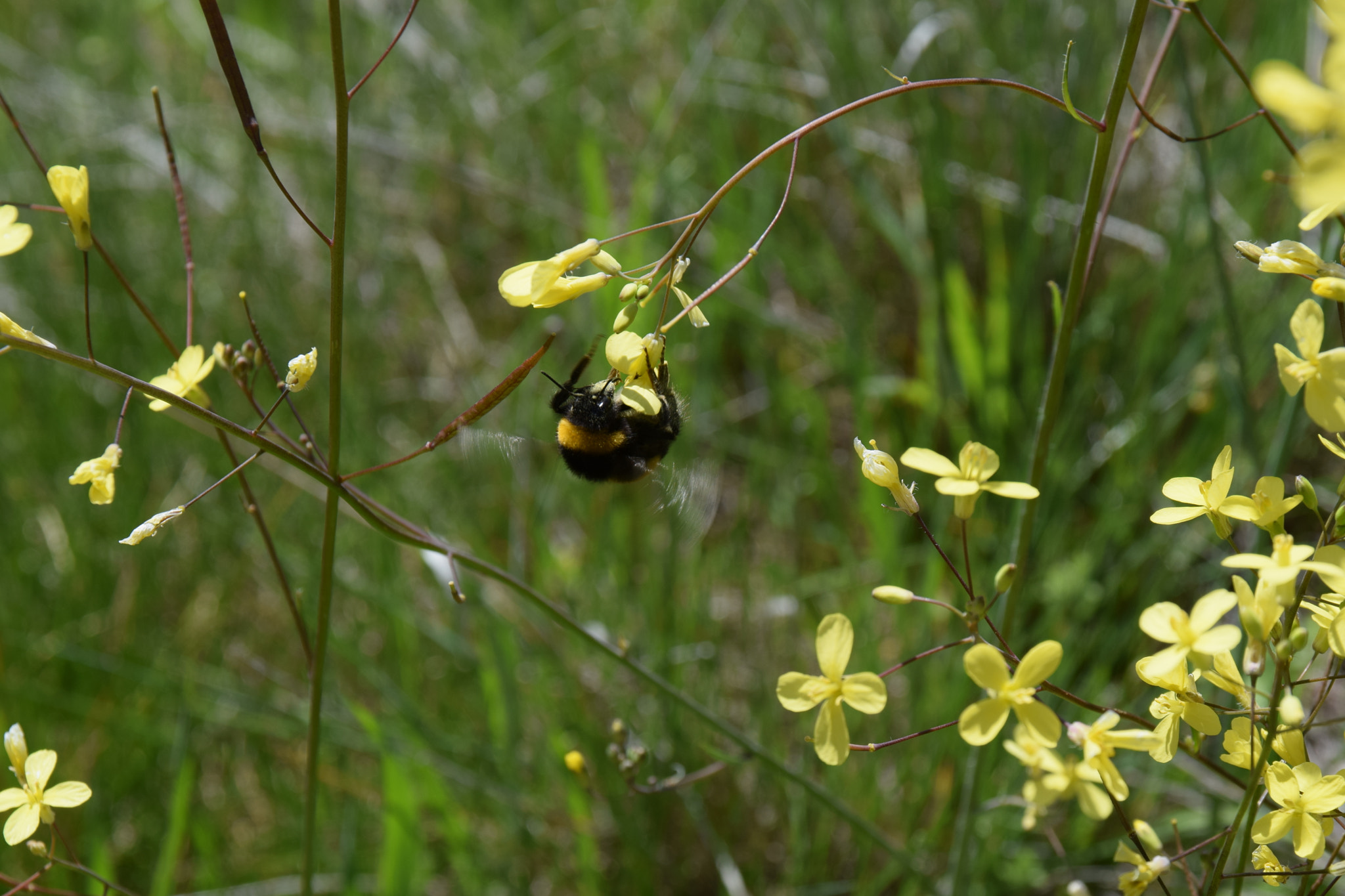Sigma 17-70mm F2.8-4 DC Macro OS HSM | C sample photo. Bumblebee covered in pollen. photography