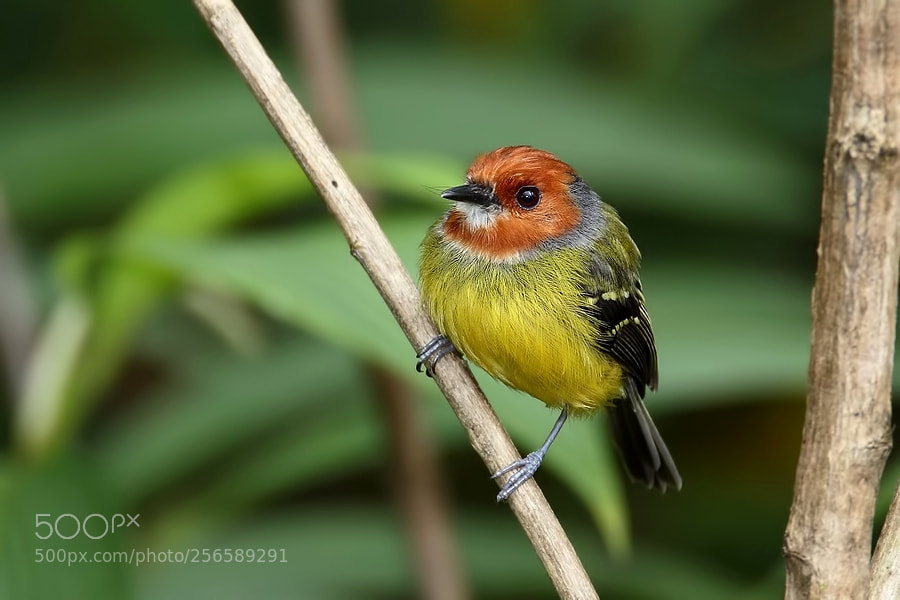 Canon EOS 7D Mark II sample photo. Johnson's tody-tyrant photography