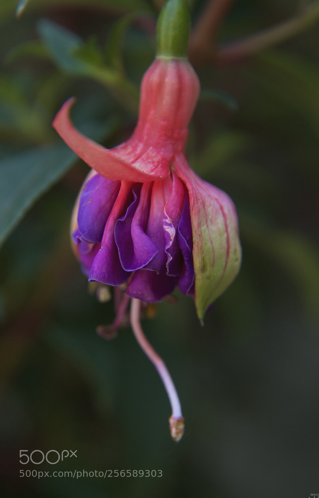 Nikon D3100 sample photo. Flower photography