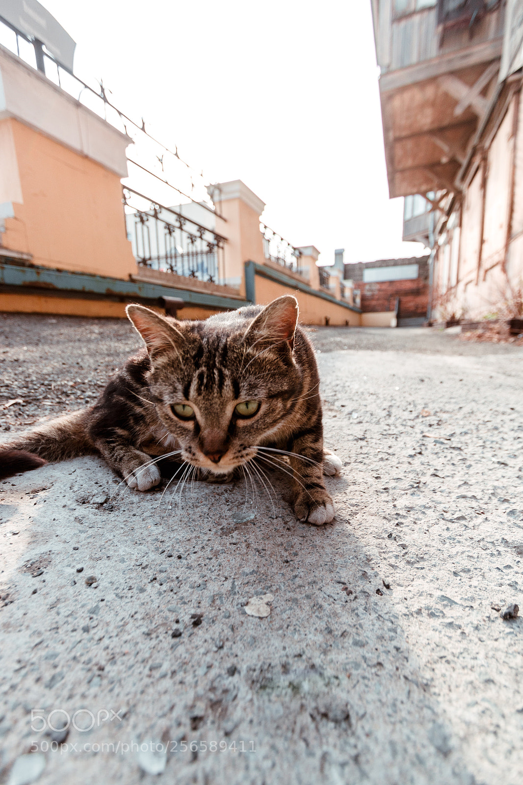 Canon EOS 70D sample photo. Untitled photography