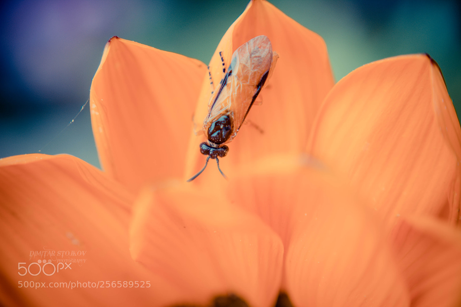 Nikon D5200 sample photo. Flower macro photography