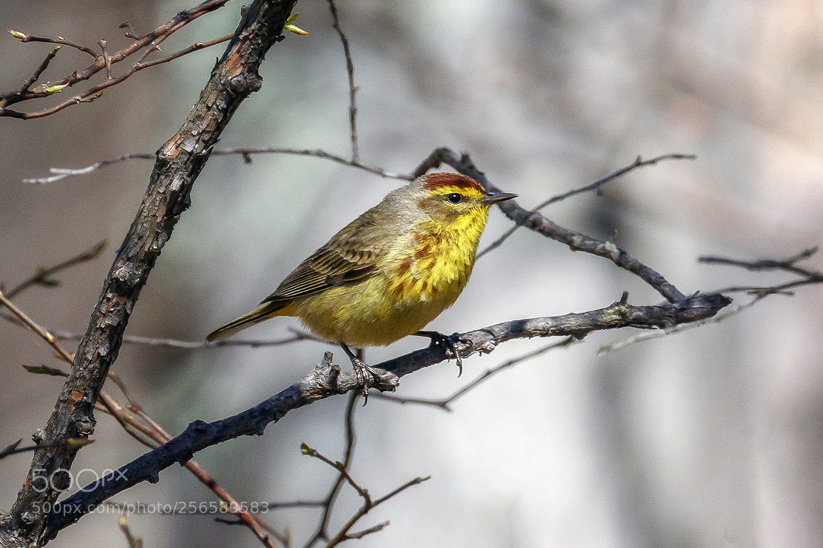 Canon EOS 7D Mark II sample photo. Palm warbler photography