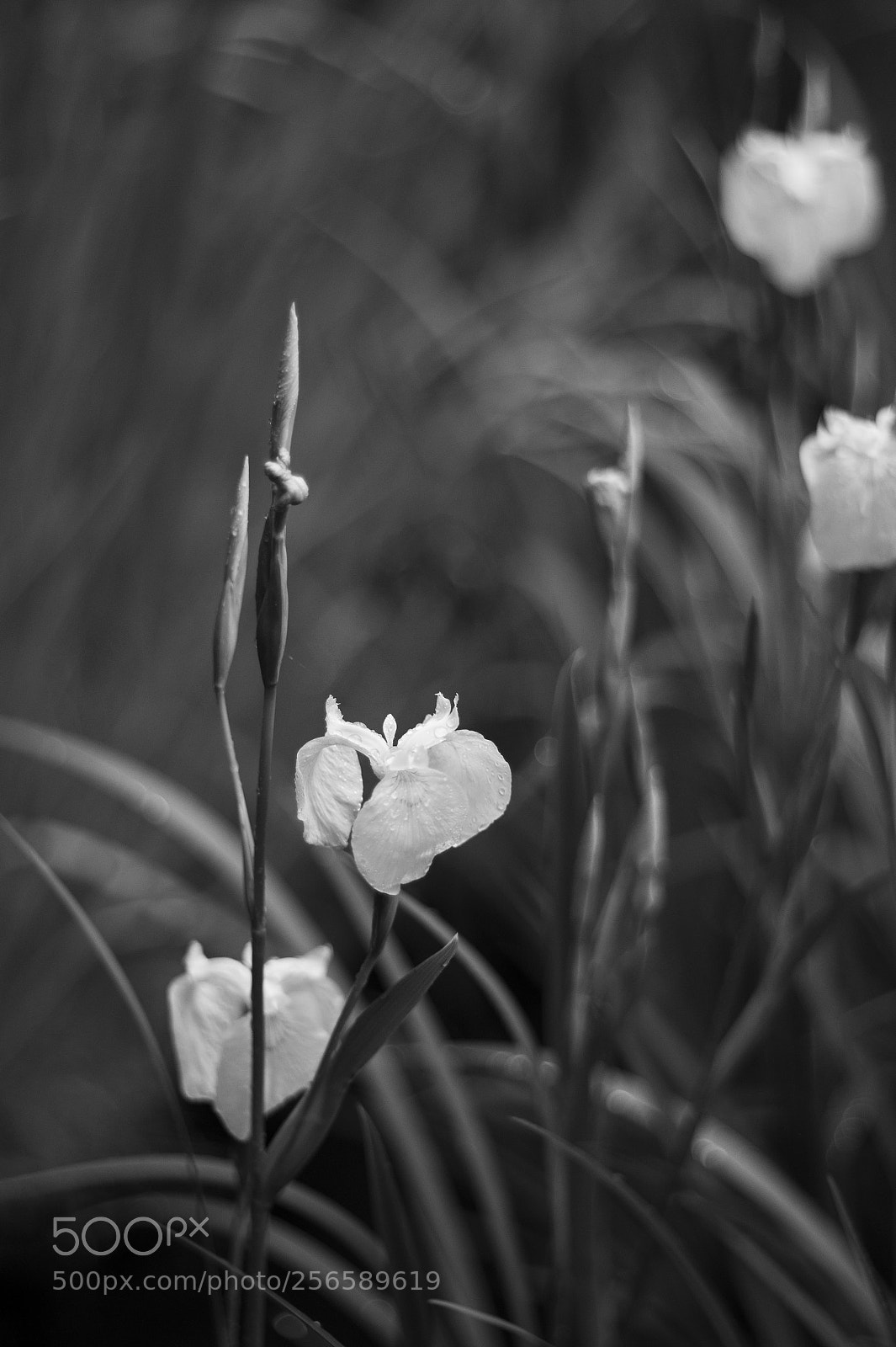 Leica M9 sample photo. The shading #5 photography