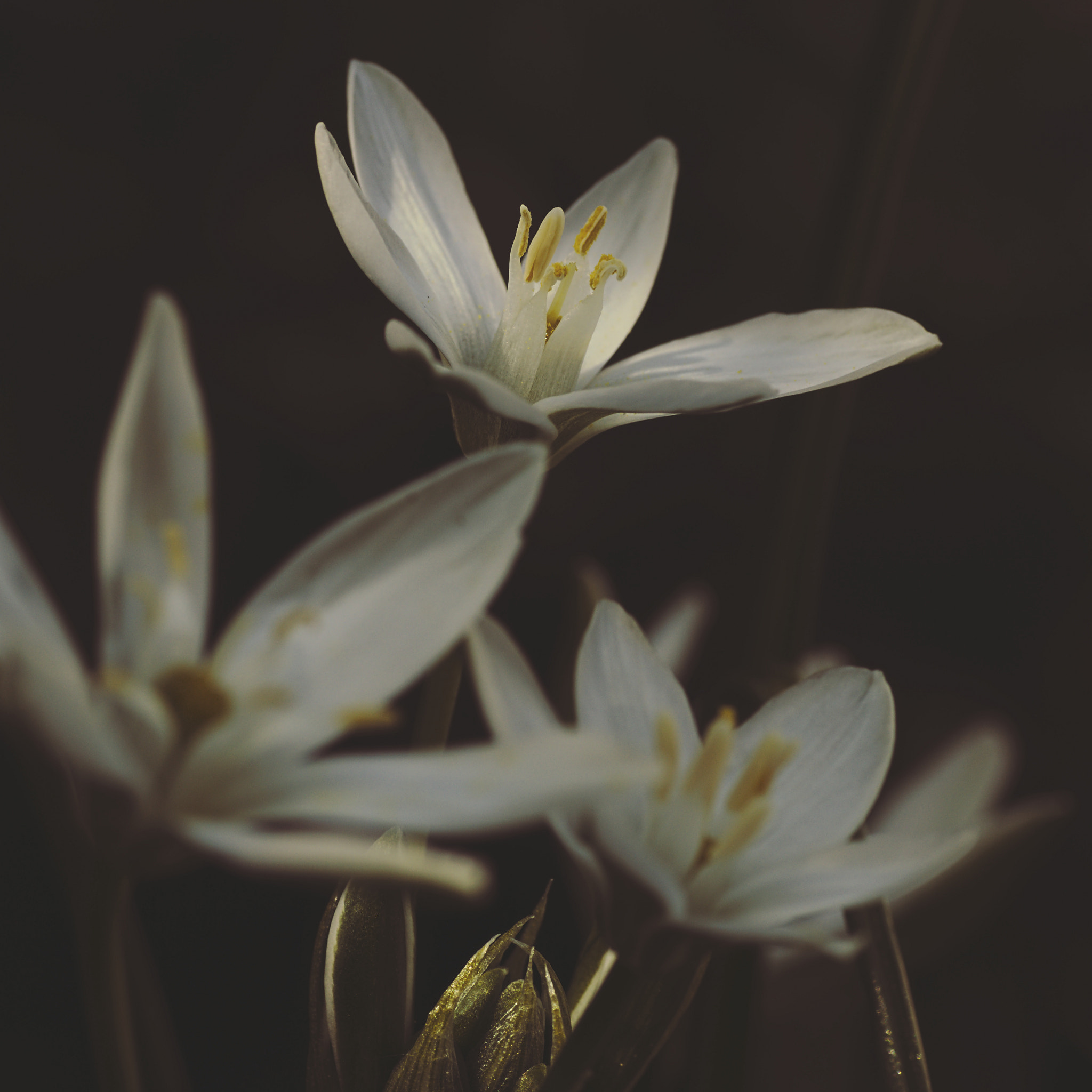 Sony SLT-A65 (SLT-A65V) + Tamron SP AF 90mm F2.8 Di Macro sample photo. More spring #1/3 photography