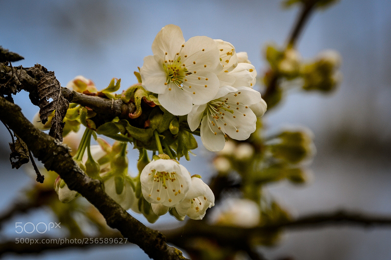 Nikon D5100 sample photo. Appleblossoms. photography