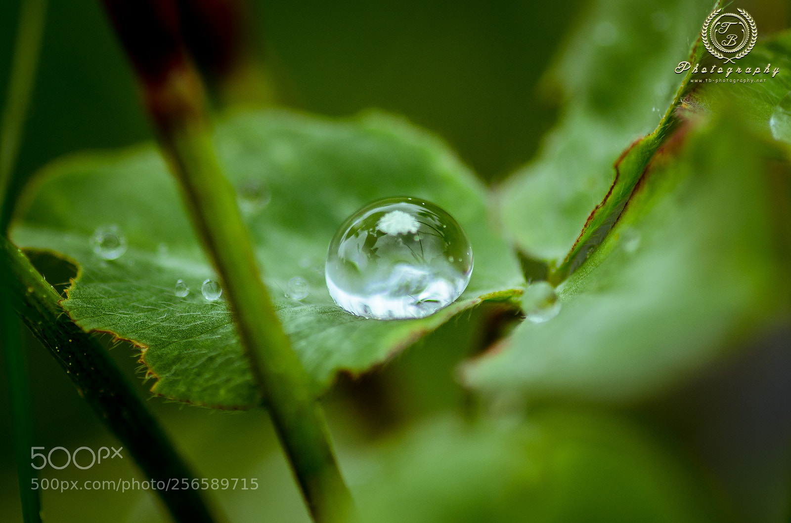 Nikon D5100 sample photo. Wassertropfen photography
