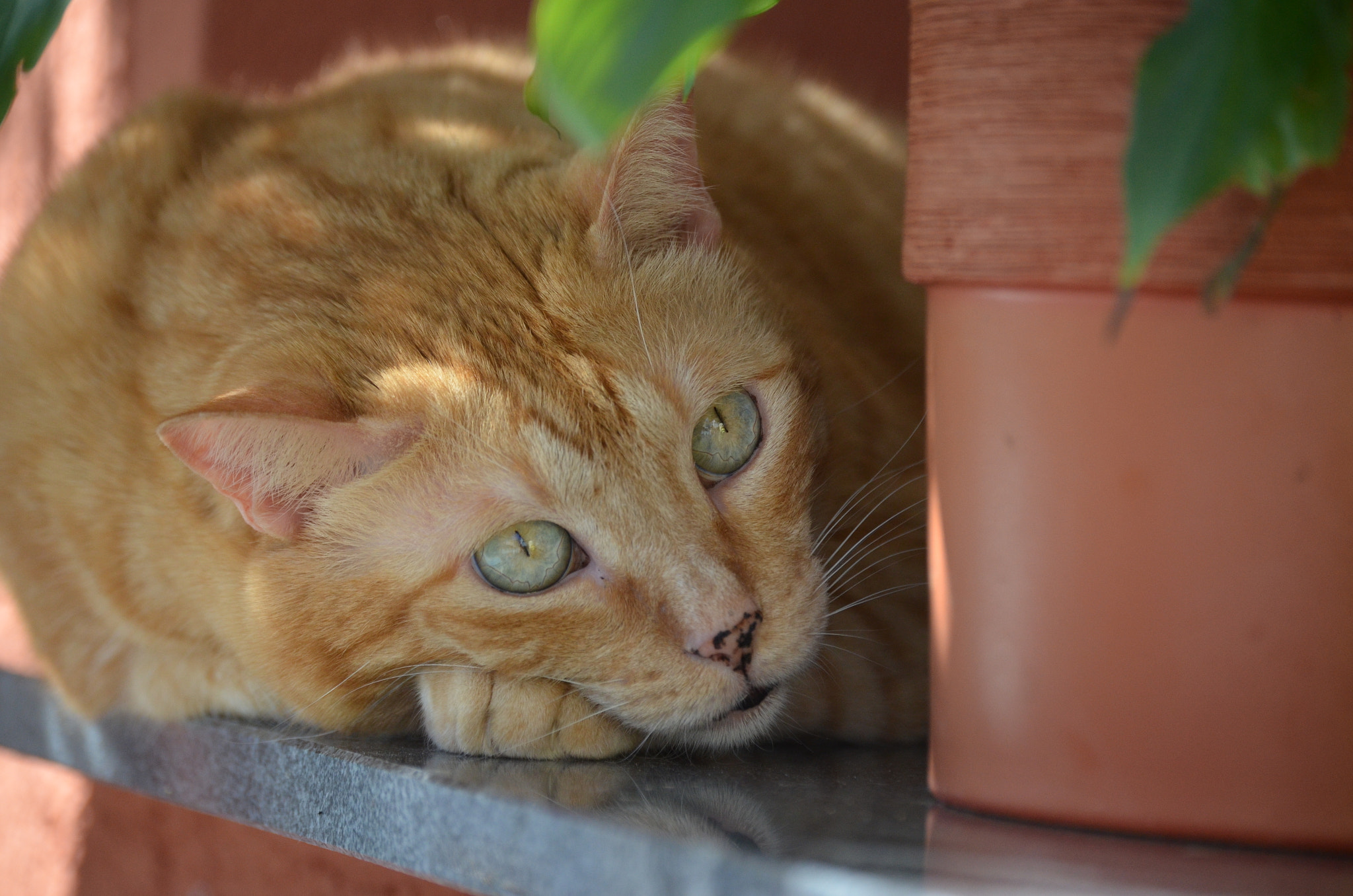 Nikon D5100 sample photo. Cat photography