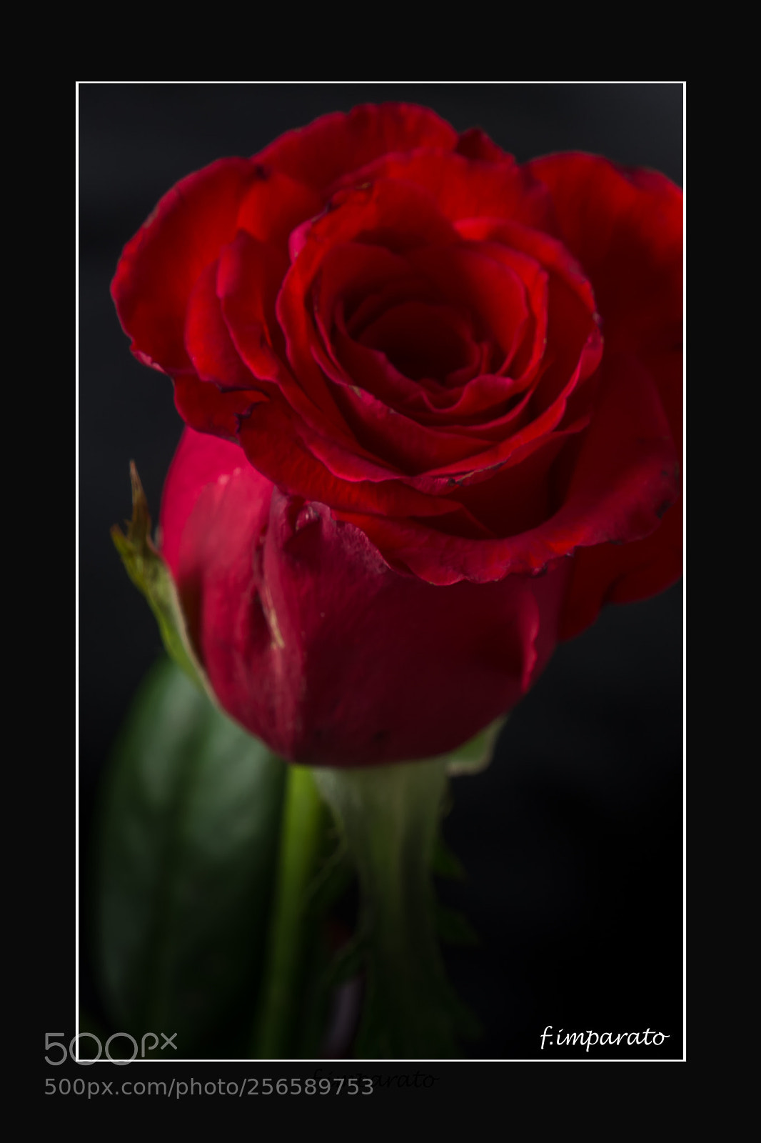 Canon EOS 6D sample photo. Rosa baccara photography
