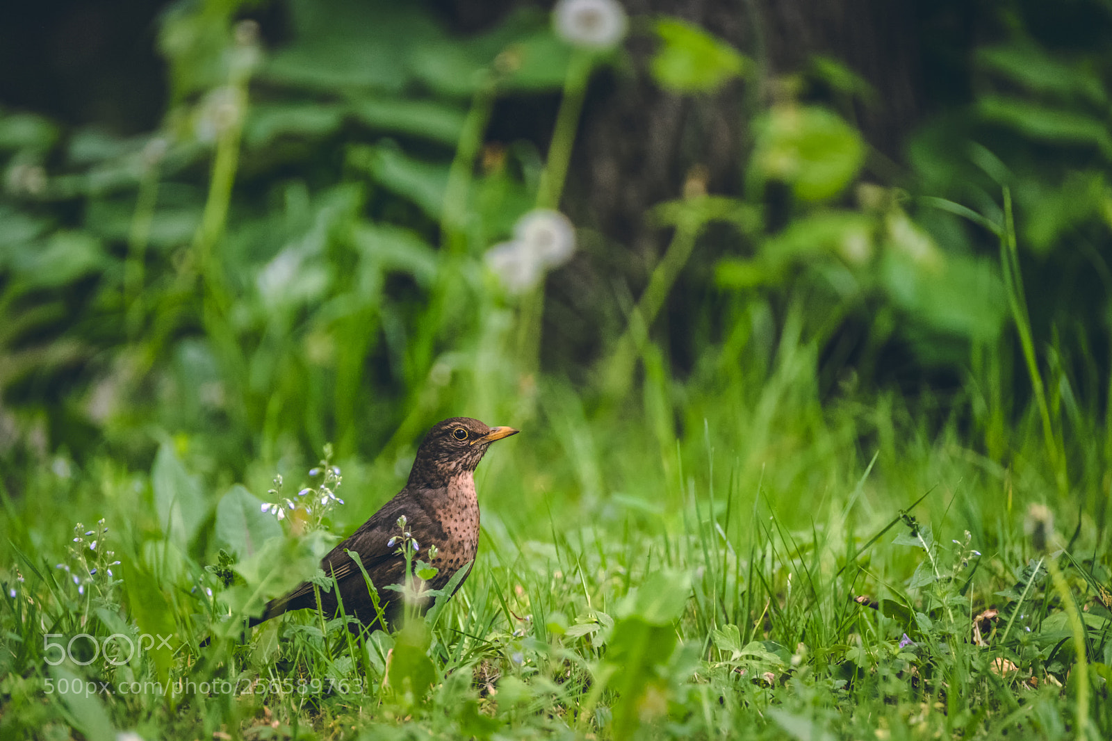 Fujifilm X-T2 sample photo. * photography