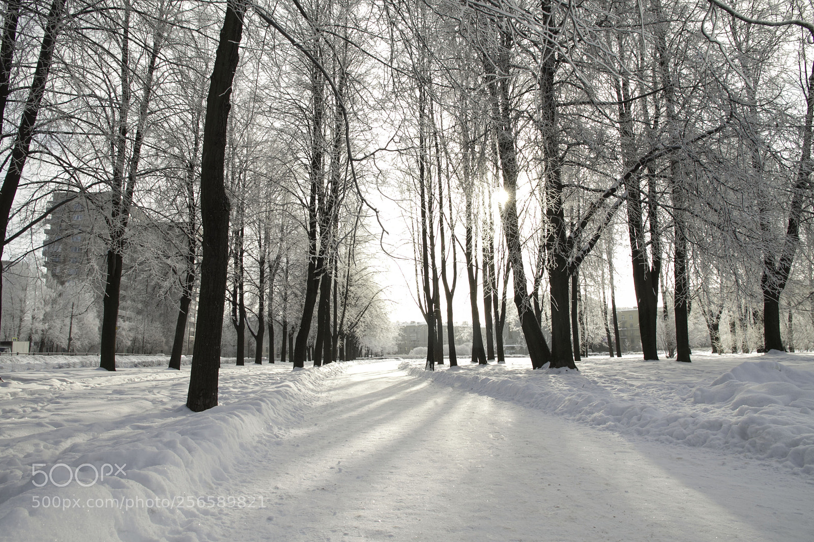Canon EOS 7D sample photo. Cold sun photography